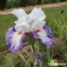 IRIS ROMANTICO - L'iriseraie - KUTTOLSHEIM ALSACE FRANCE