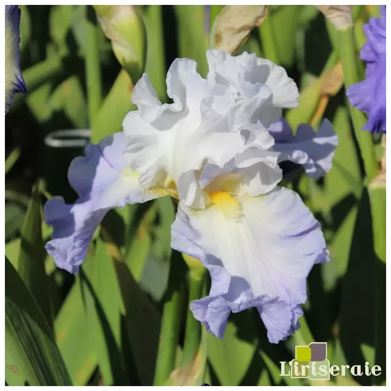 IRIS RUFFLED BALLET - L'iriseraie - KUTTOLSHEIM ALSACE FRANCE