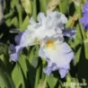 IRIS RUFFLED BALLET - L'iriseraie - KUTTOLSHEIM ALSACE FRANCE