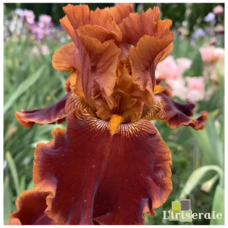 IRIS RUSTLER - L'iriseraie - KUTTOLSHEIM ALSACE FRANCE
