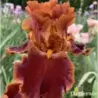 IRIS RUSTLER - L'iriseraie - KUTTOLSHEIM ALSACE FRANCE