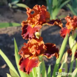 IRIS RUSTLER - L'iriseraie - KUTTOLSHEIM ALSACE FRANCE