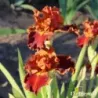 IRIS RUSTLER - L'iriseraie - KUTTOLSHEIM ALSACE FRANCE