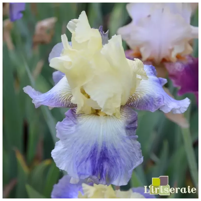IRIS SEAKIST - L'iriseraie - KUTTOLSHEIM ALSACE FRANCE