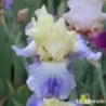 IRIS SEAKIST - L'iriseraie - KUTTOLSHEIM ALSACE FRANCE