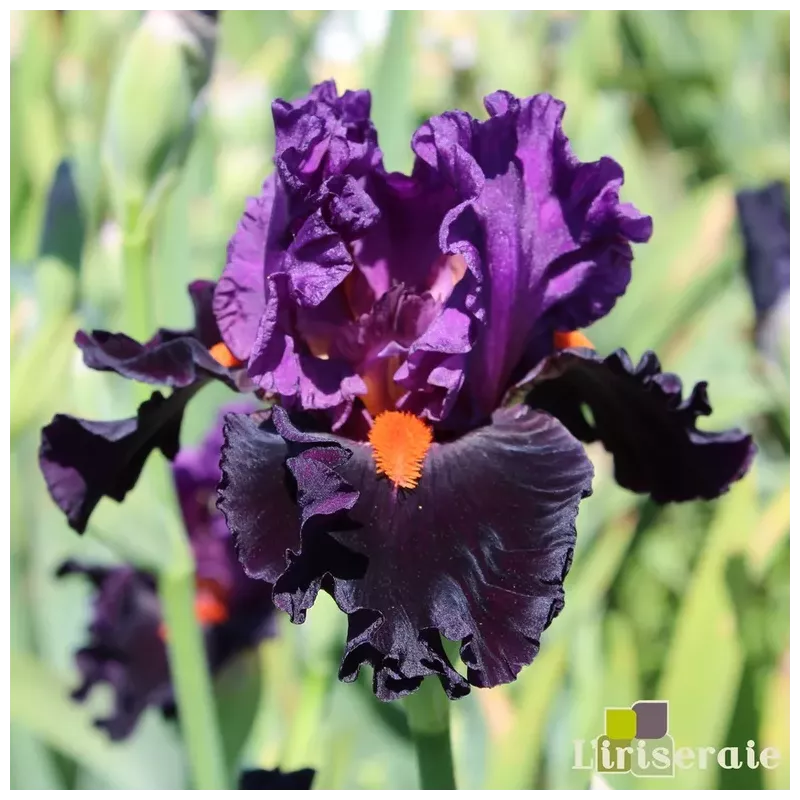 IRIS SHARP DRESSED MAN - L'iriseraie - KUTTOLSHEIM ALSACE FRANCE IRIS SHARP DRESSED MAN - L'iriseraie - KUTTOLSHEIM ALSACE FRANCE