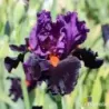 IRIS SHARP DRESSED MAN - L'iriseraie - KUTTOLSHEIM ALSACE FRANCE