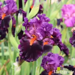 IRIS SHARP DRESSED MAN - L'iriseraie - KUTTOLSHEIM ALSACE FRANCE