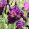 IRIS SHARP DRESSED MAN - L'iriseraie - KUTTOLSHEIM ALSACE FRANCE