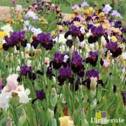 IRIS SHARP DRESSED MAN - L'iriseraie - KUTTOLSHEIM ALSACE FRANCE