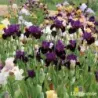 IRIS SHARP DRESSED MAN - L'iriseraie - KUTTOLSHEIM ALSACE FRANCE