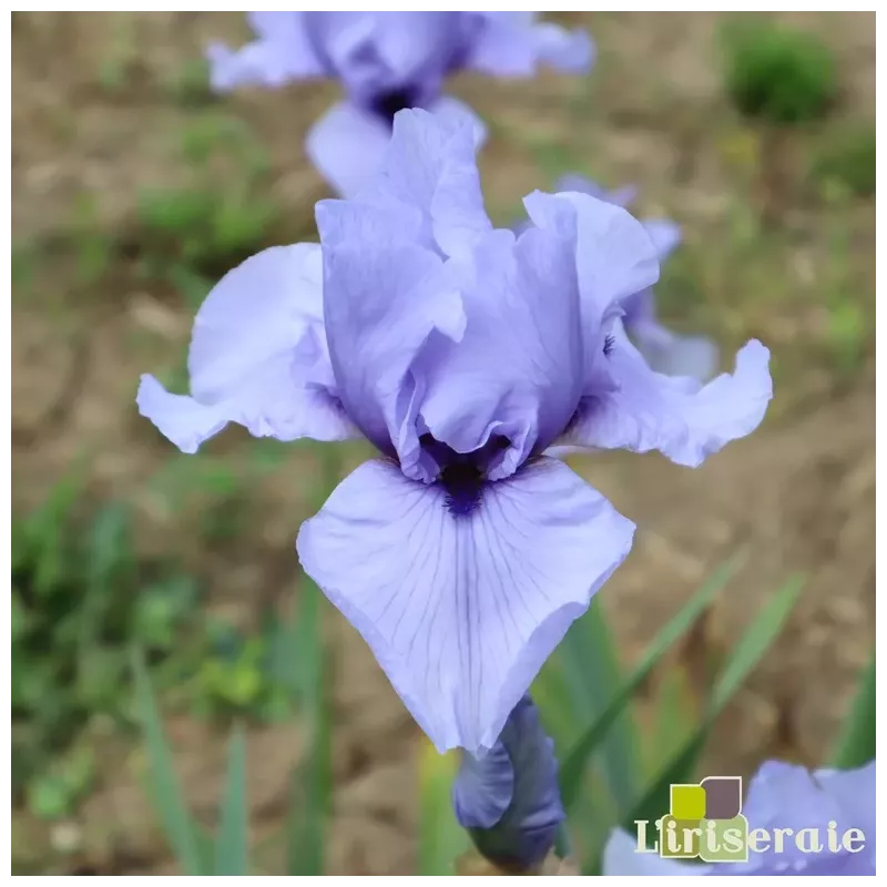 IRIS CODICIL - L'iriseraie - KUTTOLSHEIM ALSACE FRANCE