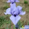 IRIS CODICIL - L'iriseraie - KUTTOLSHEIM ALSACE FRANCE