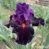 IRIS SHARP DRESSED MAN - L'iriseraie - KUTTOLSHEIM ALSACE FRANCE