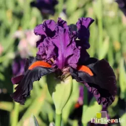 IRIS SHARP DRESSED MAN - L'iriseraie - KUTTOLSHEIM ALSACE FRANCE