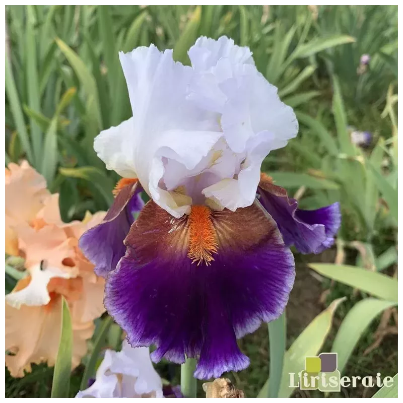 IRIS SHARPSHOOTER - L'iriseraie - KUTTOLSHEIM ALSACE FRANCE IRIS SHARPSHOOTER - L'iriseraie - KUTTOLSHEIM ALSACE FRANCE
