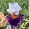 IRIS SHARPSHOOTER - L'iriseraie - KUTTOLSHEIM ALSACE FRANCE