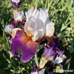 IRIS SHARPSHOOTER - L'iriseraie - KUTTOLSHEIM ALSACE FRANCE