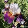 IRIS SHARPSHOOTER - L'iriseraie - KUTTOLSHEIM ALSACE FRANCE
