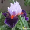 IRIS SHARPSHOOTER - L'iriseraie - KUTTOLSHEIM ALSACE FRANCE