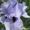 IRIS CODICIL - L'iriseraie - KUTTOLSHEIM ALSACE FRANCE