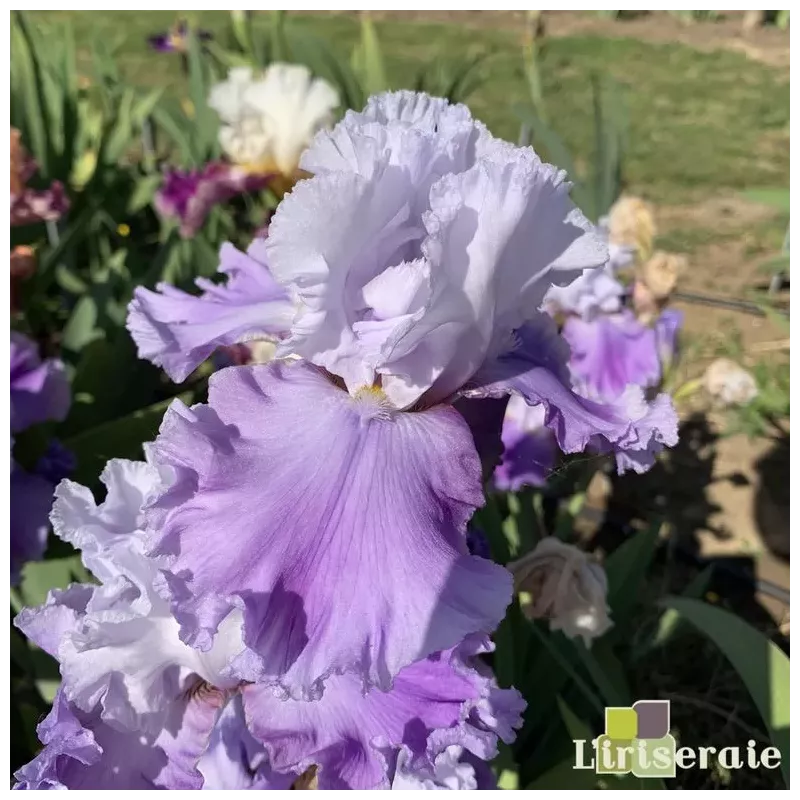 IRIS SHOPPER'S SPECIAL - L'iriseraie - KUTTOLSHEIM ALSACE FRANCE