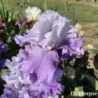 IRIS SHOPPER'S SPECIAL - L'iriseraie - KUTTOLSHEIM ALSACE FRANCE