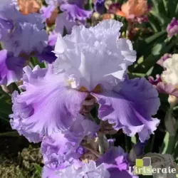 IRIS SHOPPER'S SPECIAL - L'iriseraie - KUTTOLSHEIM ALSACE FRANCE