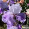 IRIS SHOPPER'S SPECIAL - L'iriseraie - KUTTOLSHEIM ALSACE FRANCE