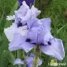 IRIS CODICIL - L'iriseraie - KUTTOLSHEIM ALSACE FRANCE