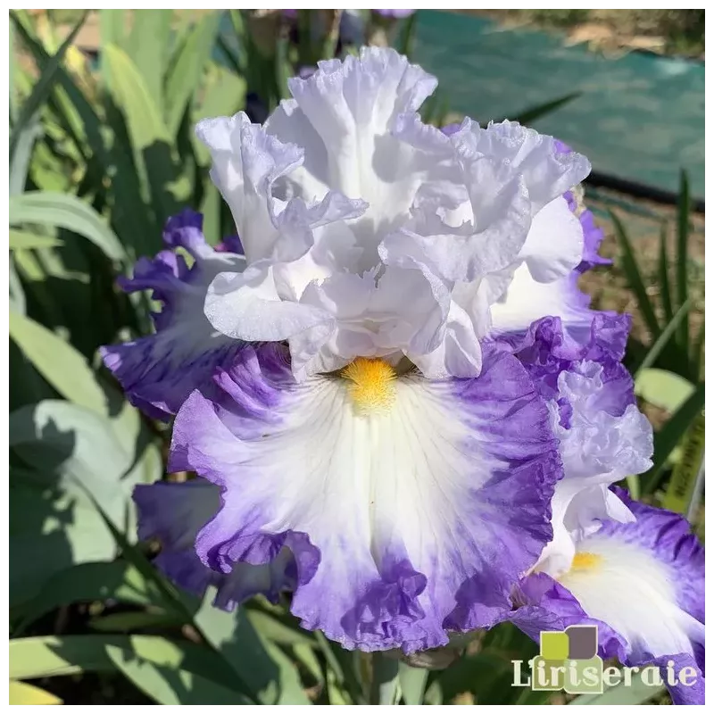 IRIS SKY RULER - L'iriseraie - KUTTOLSHEIM ALSACE FRANCE IRIS SKY RULER - L'iriseraie - KUTTOLSHEIM ALSACE FRANCE