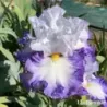 IRIS SKY RULER - L'iriseraie - KUTTOLSHEIM ALSACE FRANCE
