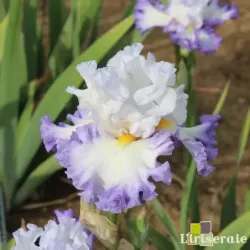 IRIS SKY RULER - L'iriseraie - KUTTOLSHEIM ALSACE FRANCE