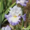 IRIS SKY RULER - L'iriseraie - KUTTOLSHEIM ALSACE FRANCE
