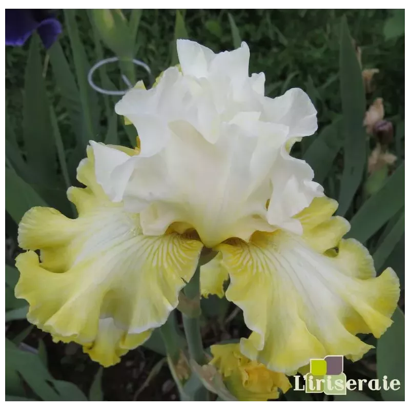 IRIS SMILING FACES - L'iriseraie - KUTTOLSHEIM ALSACE FRANCE IRIS SMILING FACES - L'iriseraie - KUTTOLSHEIM ALSACE FRANCE