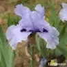 IRIS CODICIL - L'iriseraie - KUTTOLSHEIM ALSACE FRANCE