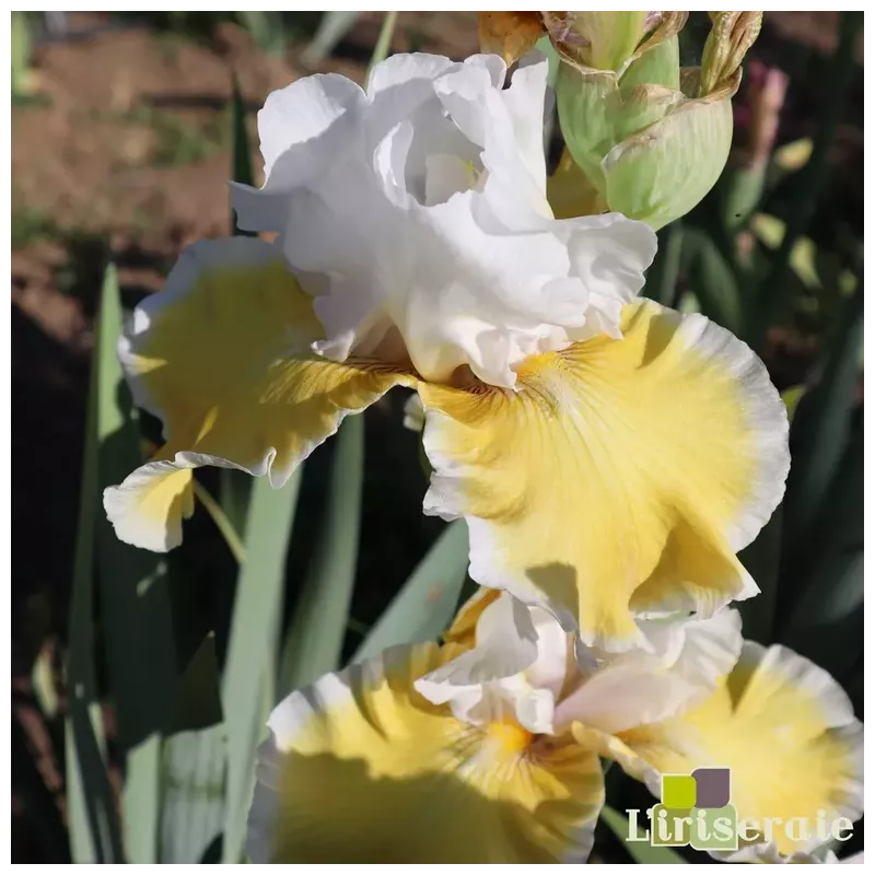 IRIS SOFIA - L'iriseraie - KUTTOLSHEIM ALSACE FRANCE IRIS SOFIA - L'iriseraie - KUTTOLSHEIM ALSACE FRANCE