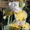 IRIS SOFIA - L'iriseraie - KUTTOLSHEIM ALSACE FRANCE