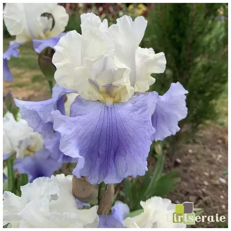 IRIS STAIRWAY TO HEAVEN - L'iriseraie - KUTTOLSHEIM ALSACE FRANCE IRIS STAIRWAY TO HEAVEN - L'iriseraie - KUTTOLSHEIM ALSACE FRANCE