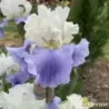 IRIS STAIRWAY TO HEAVEN - L'iriseraie - KUTTOLSHEIM ALSACE FRANCE