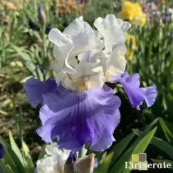 IRIS STAIRWAY TO HEAVEN - L'iriseraie - KUTTOLSHEIM ALSACE FRANCE