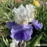 IRIS STAIRWAY TO HEAVEN - L'iriseraie - KUTTOLSHEIM ALSACE FRANCE