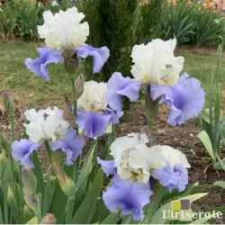 IRIS STAIRWAY TO HEAVEN - L'iriseraie - KUTTOLSHEIM ALSACE FRANCE