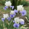 IRIS STAIRWAY TO HEAVEN - L'iriseraie - KUTTOLSHEIM ALSACE FRANCE