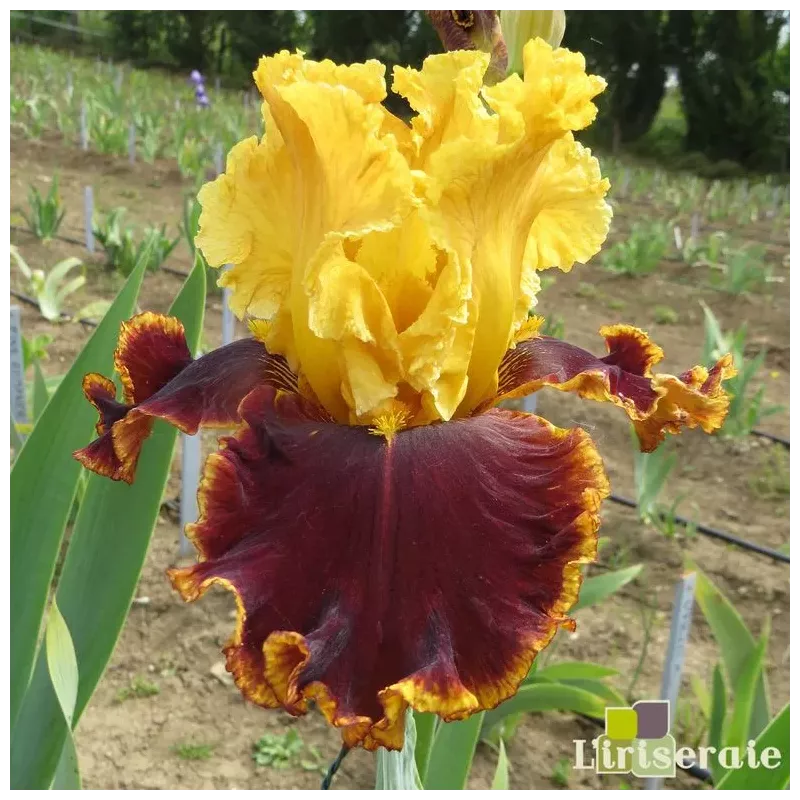 IRIS STOP THE TRAFFIC - L'iriseraie - KUTTOLSHEIM ALSACE FRANCE IRIS STOP THE TRAFFIC - L'iriseraie - KUTTOLSHEIM ALSACE FRANCE