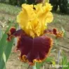 IRIS STOP THE TRAFFIC - L'iriseraie - KUTTOLSHEIM ALSACE FRANCE