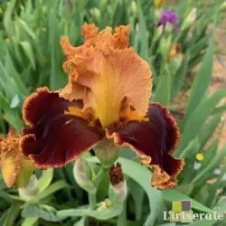 IRIS STOP THE TRAFFIC - L'iriseraie - KUTTOLSHEIM ALSACE FRANCE