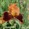 IRIS STOP THE TRAFFIC - L'iriseraie - KUTTOLSHEIM ALSACE FRANCE
