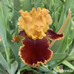 IRIS STOP THE TRAFFIC - L'iriseraie - KUTTOLSHEIM ALSACE FRANCE