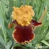 IRIS STOP THE TRAFFIC - L'iriseraie - KUTTOLSHEIM ALSACE FRANCE